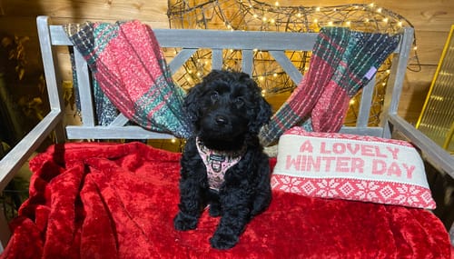 Customer photo review of Adjustable Harness - Mistletoe - Pink