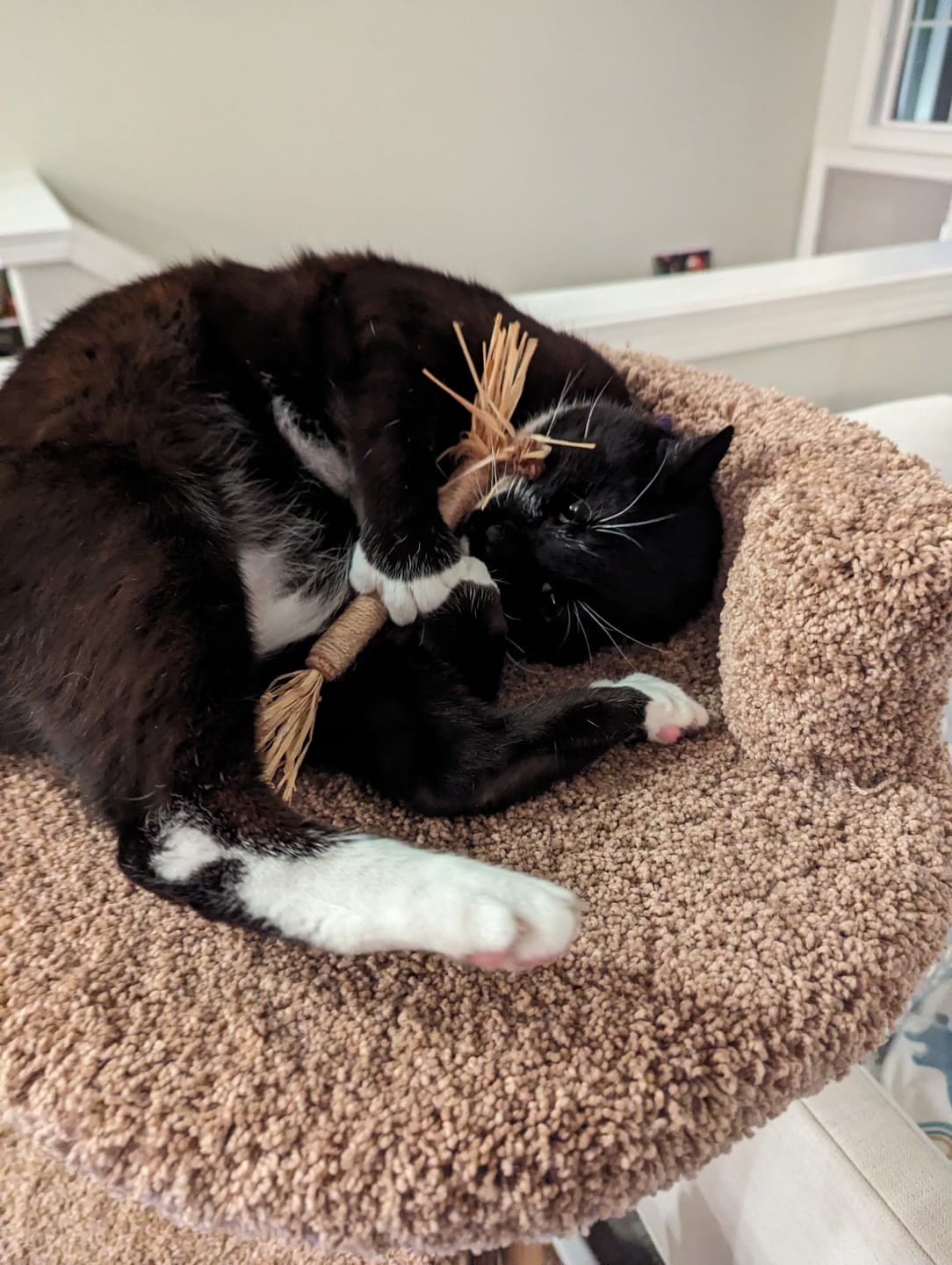 Customer photo review of RYERCAT Silvervine Cat Dental Sticks