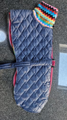 Customer photo review of Quilted Waterproof Greyhound Coat with High Collar Design Your Own (Harness Hole optional)