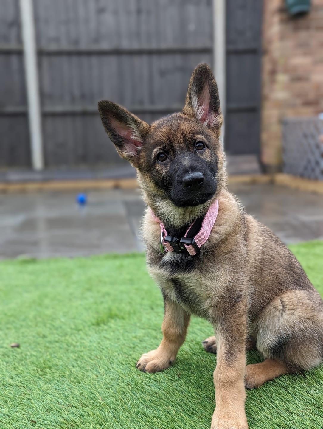 Customer photo review of 2.5cm Combat® Collar | With Handle & Rated Clip - Pink v2.0