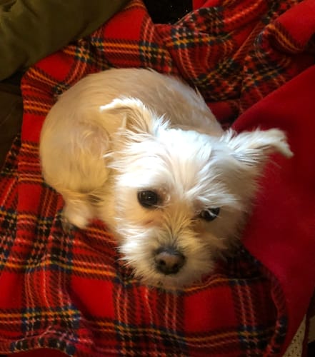 Customer photo review of Double Fleece Pet Blankets 32"x32" Pet Throw