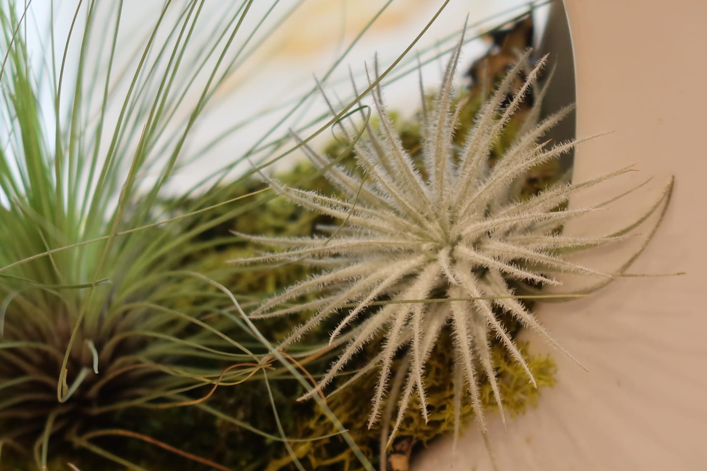 Customer photo review of Tectorum Ecuador  (AKA Snowball)
