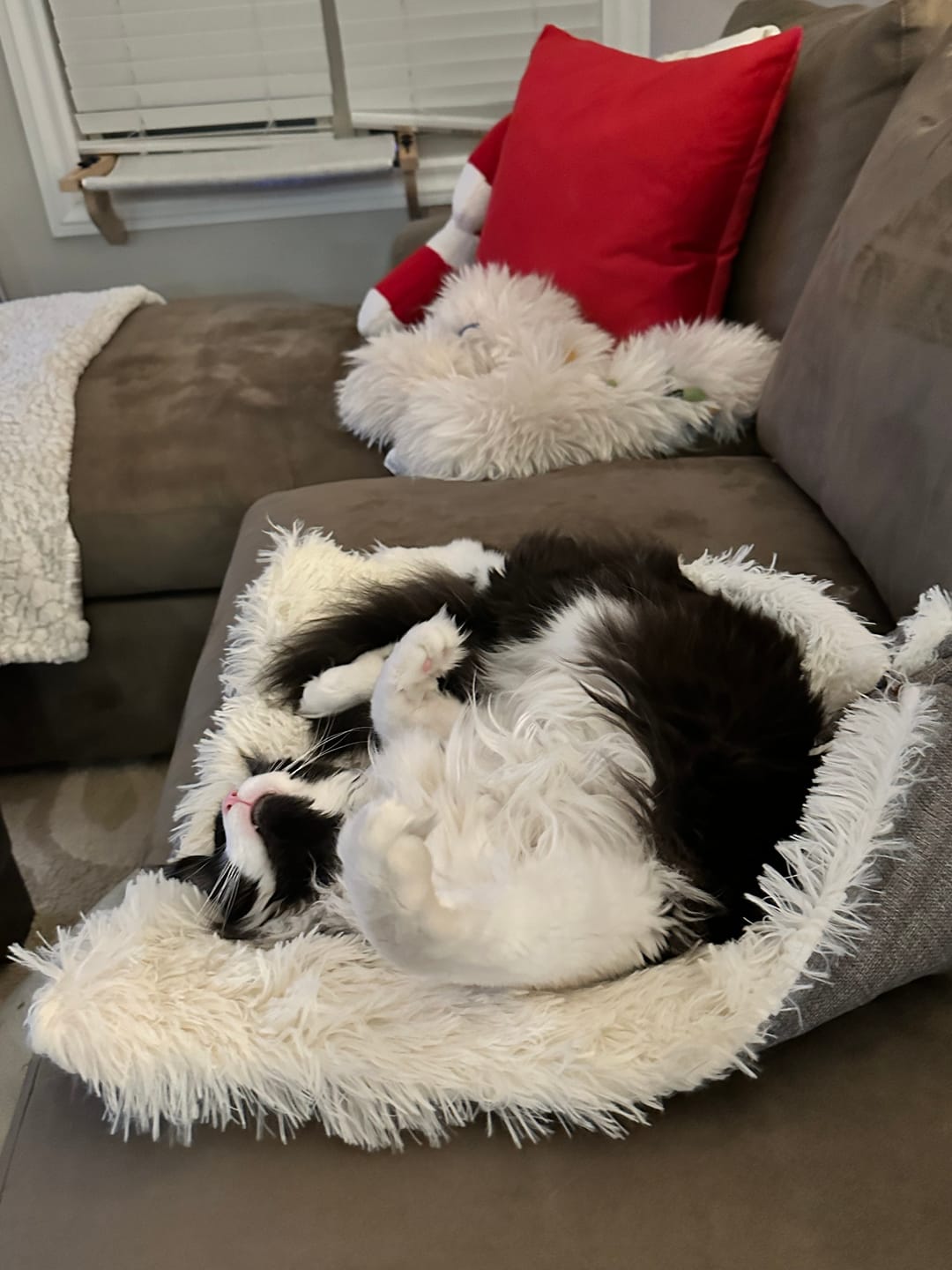 Customer photo review of 2-in-1 Soothing Cat Bed