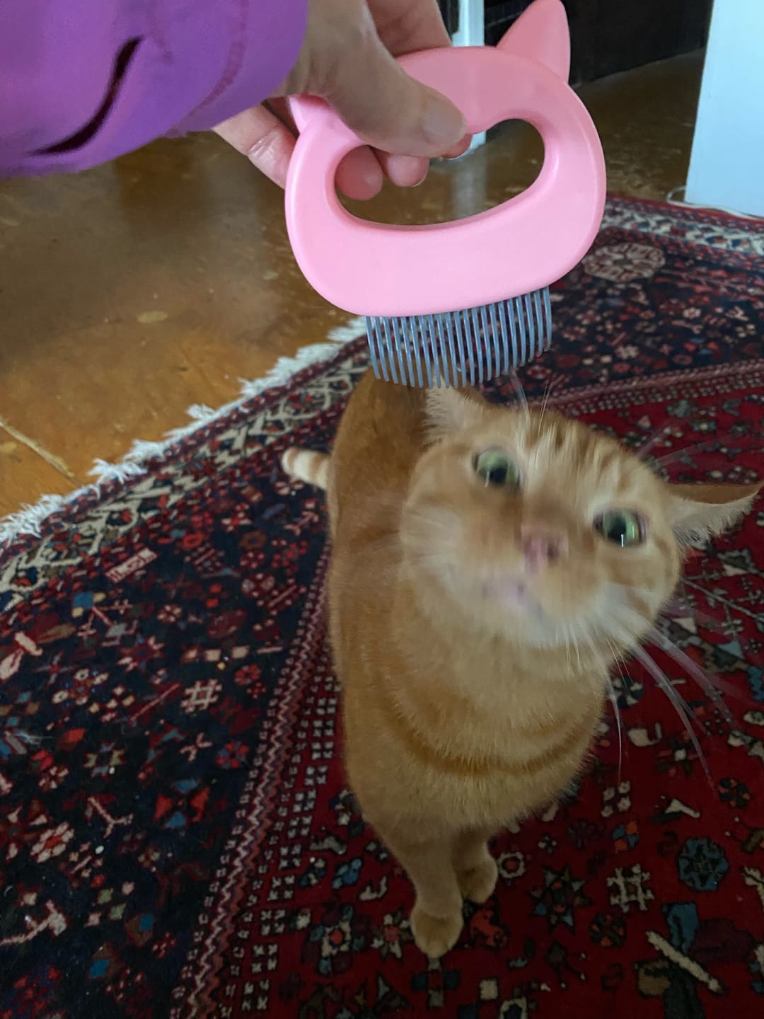 Customer photo review of Cat Hair Removal Massaging Shell Comb