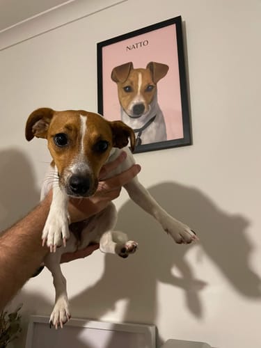 Customer photo review of One-Pet Portrait