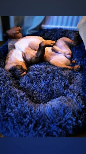 Customer photo review of CalmBed - Motverkar stress & hjälper mot ångest