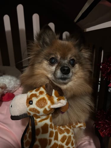 Customer photo review of Tough Plush - Triple Stitch