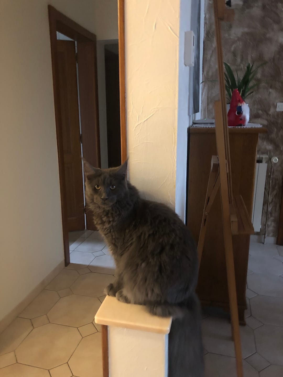 Customer photo review of Échantillon de croquettes riches en volaille (chaton)