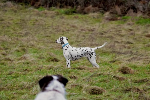 Customer photo review of Vegan Leather Dog Collar - Carolina Blue