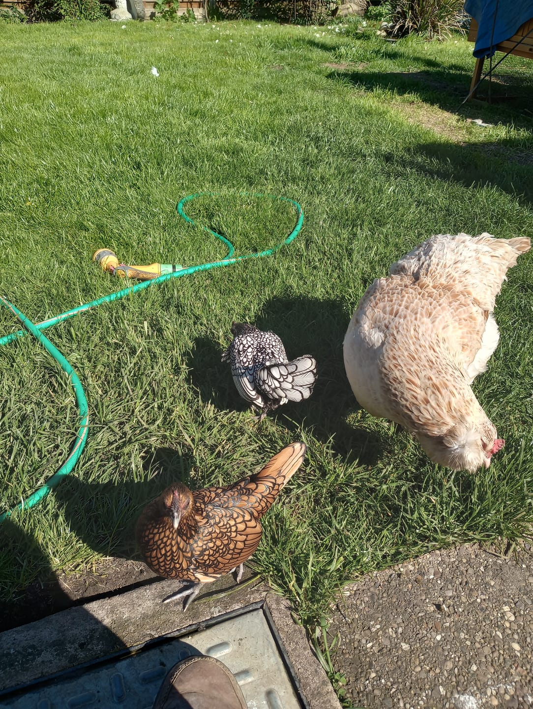 Customer photo review of Chick Crumb Food 1.8kg / 5.5kg - Food For Chicks, Duckling & Quail