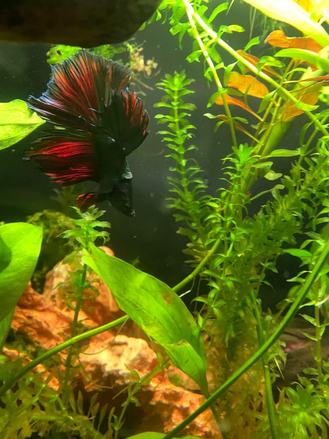 Customer photo review of Red Copper Halfmoon Male Betta Fish