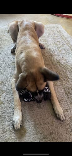 Customer photo review of Tough Plush - Triple Stitch