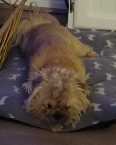 Customer photo review of New Hemp Seed Oil for Large Dogs (500ml)