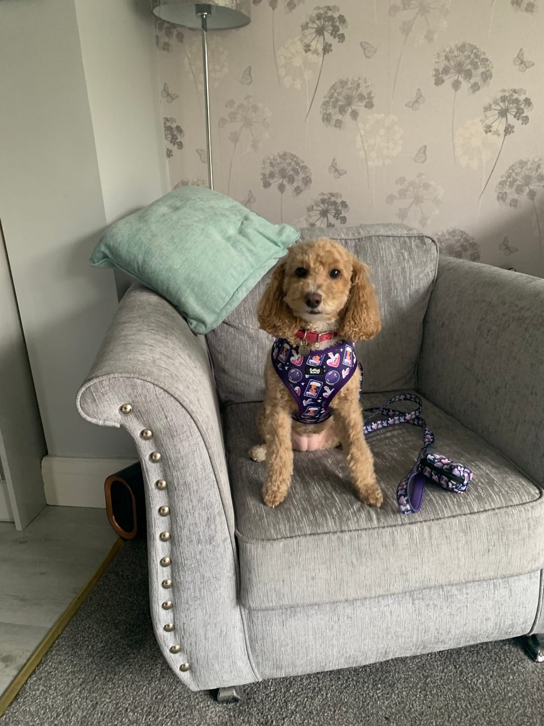 Customer photo review of Dog Harness - Pawtune Teller