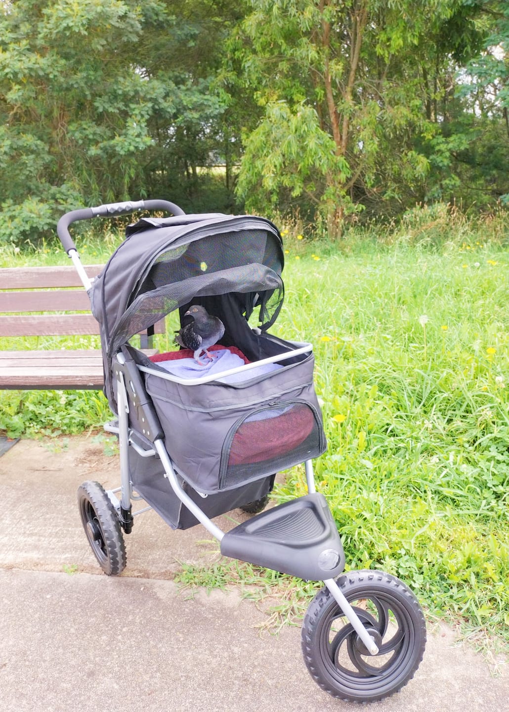 Customer photo review of PaWz Pet Dog Stroller Pram - Black