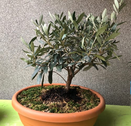 Customer photo review of BIO DOPED CB® (aumento metabolico e risposta immunitaria)