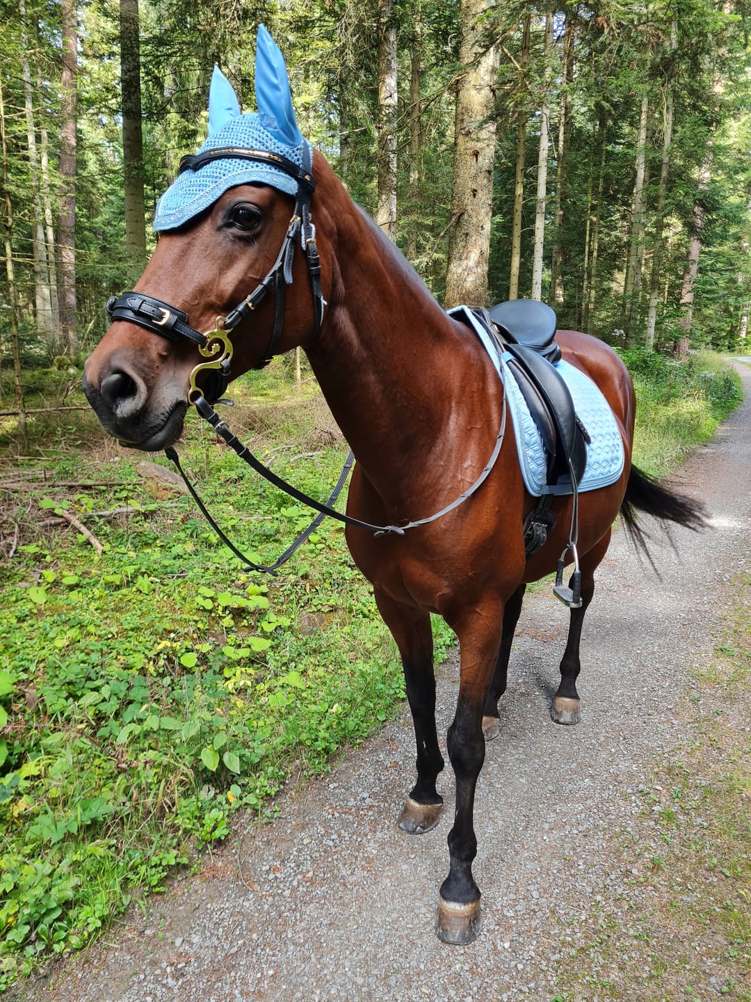 Customer photo review of Kristallkraft Brave Horse