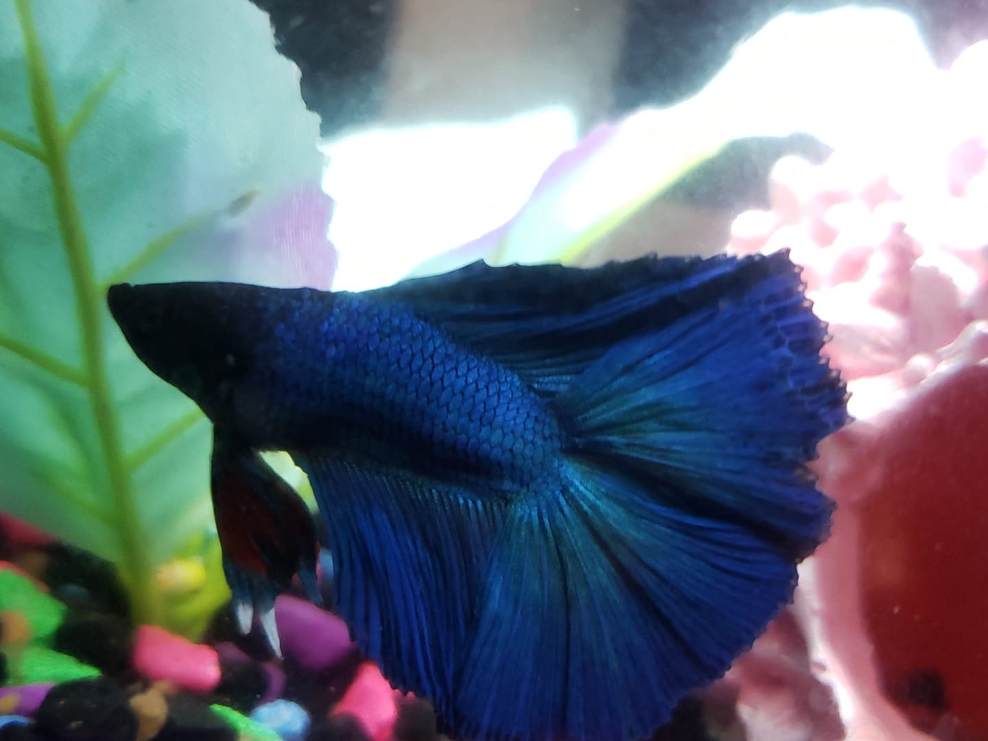 Customer photo review of Super Blue Halfmoon Male Betta Fish