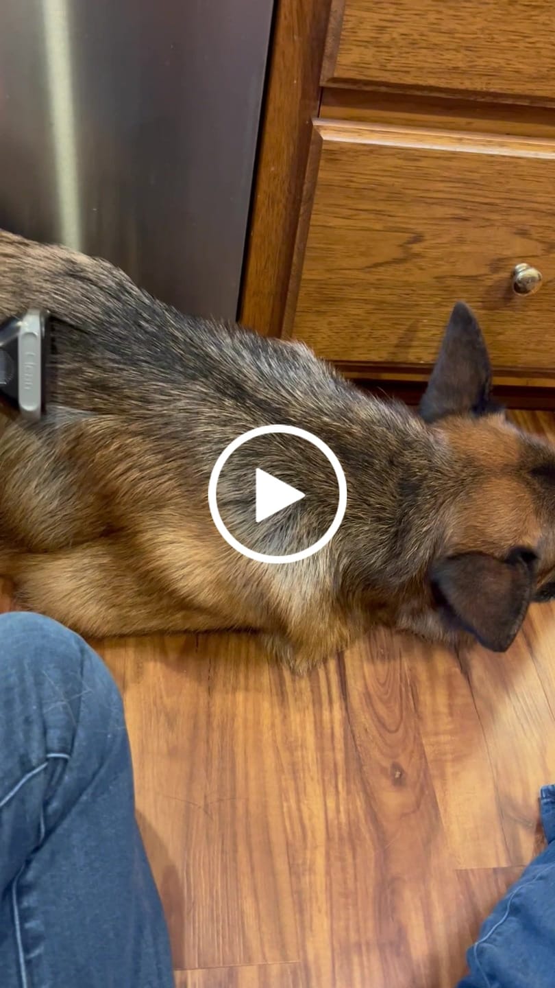 Customer video review of Carrying Case for furMe Grooming Vacuum