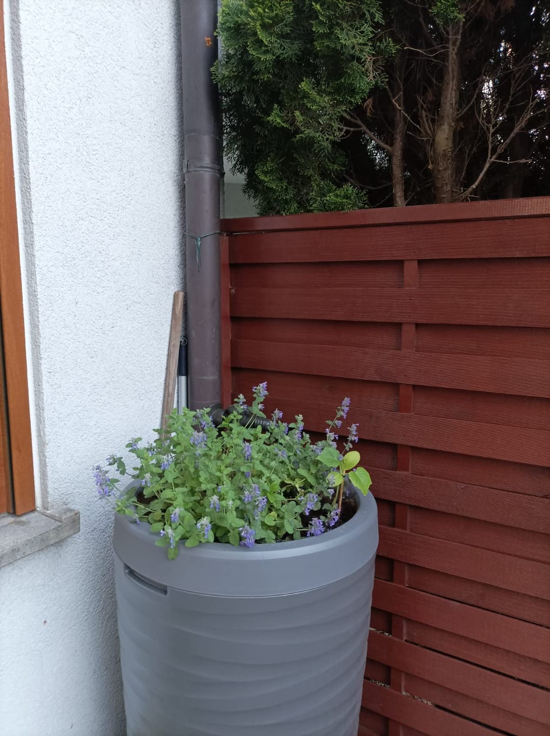 Customer photo review of YourCasa Regentonne 240 Liter [Wave Design] Regenfass Frostsicher aus Kunststoff - Regenwassertonne mit Wasserhahn