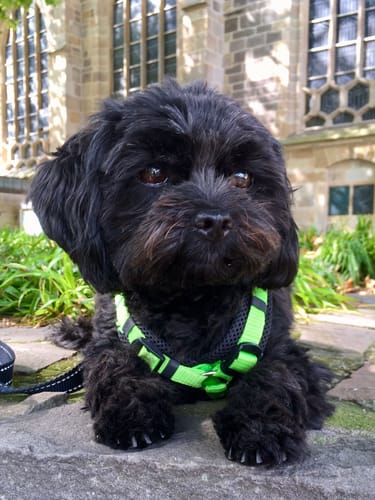 Customer photo review of Lucky Belly