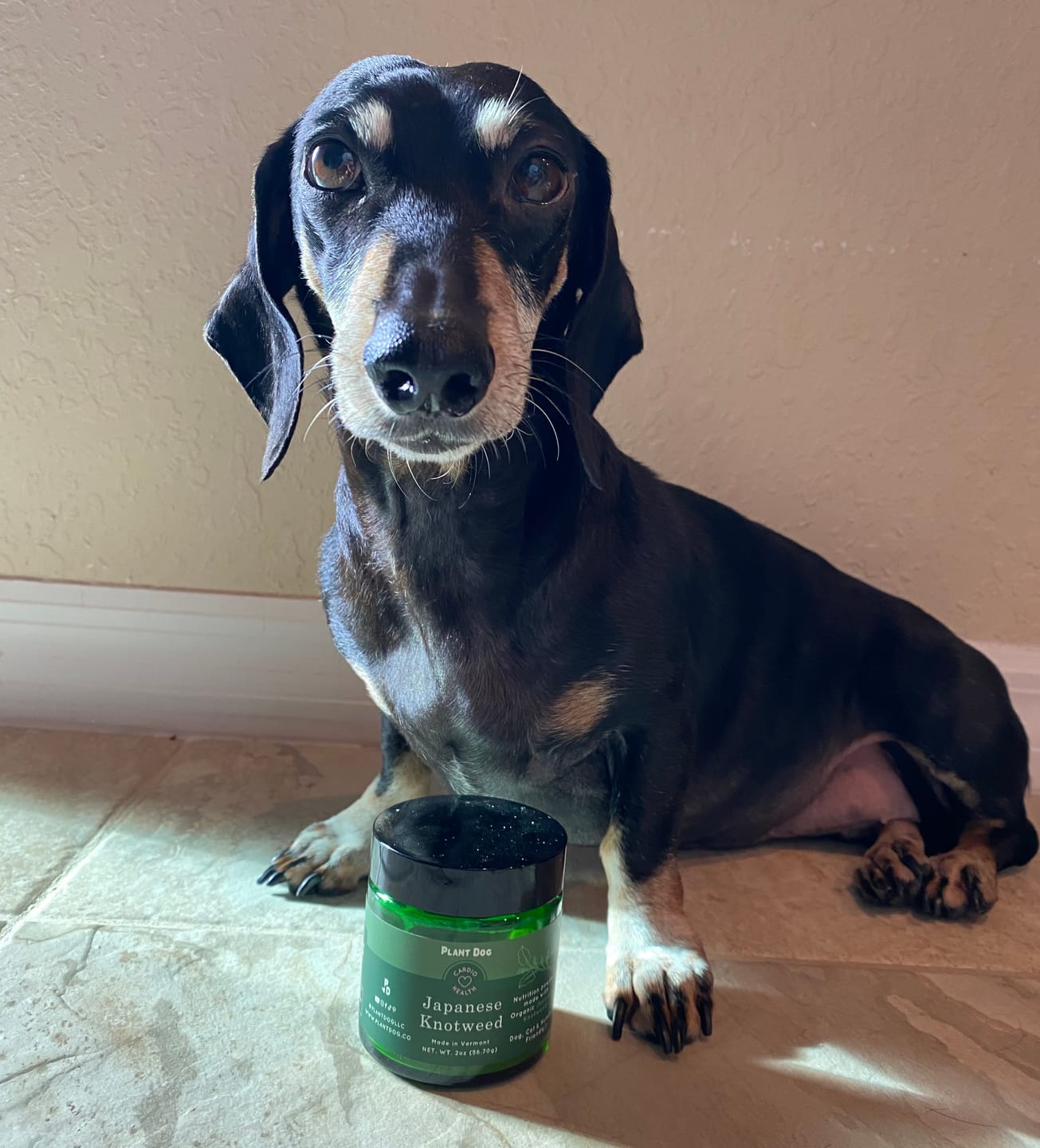 Customer photo review of Japanese Knotweed Powder