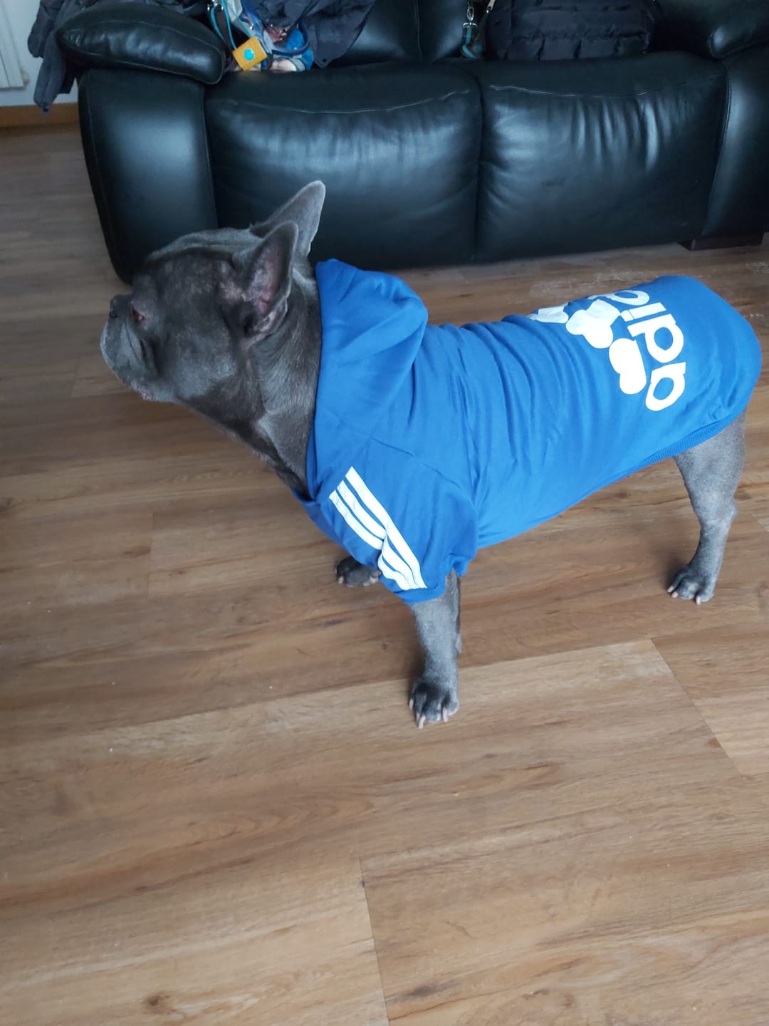 Customer photo review of Felpa "Adidog" Blu Personalizzabile con nome