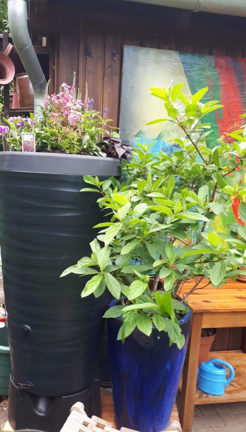 Customer photo review of YourCasa Regentonne 240 Liter [Wave Design] Regenfass Frostsicher aus Kunststoff - Regenwassertonne mit Wasserhahn
