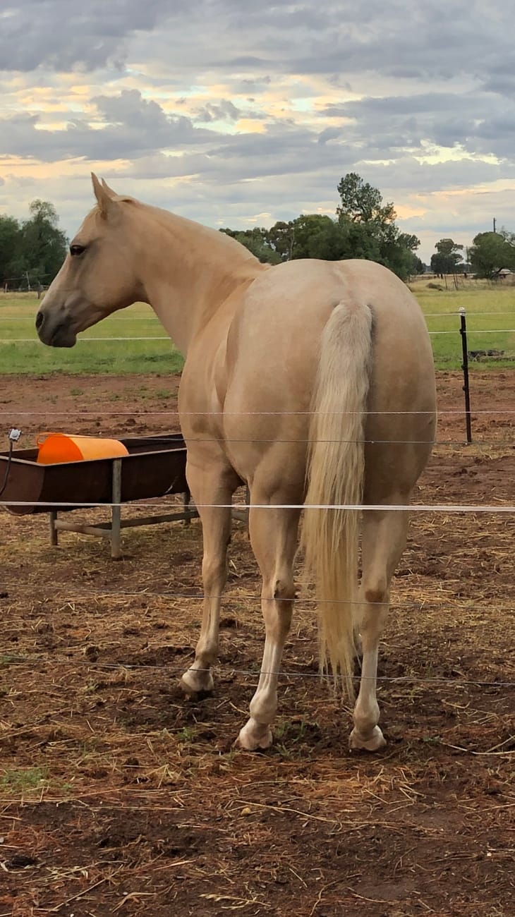 Customer photo review of Digestive HP