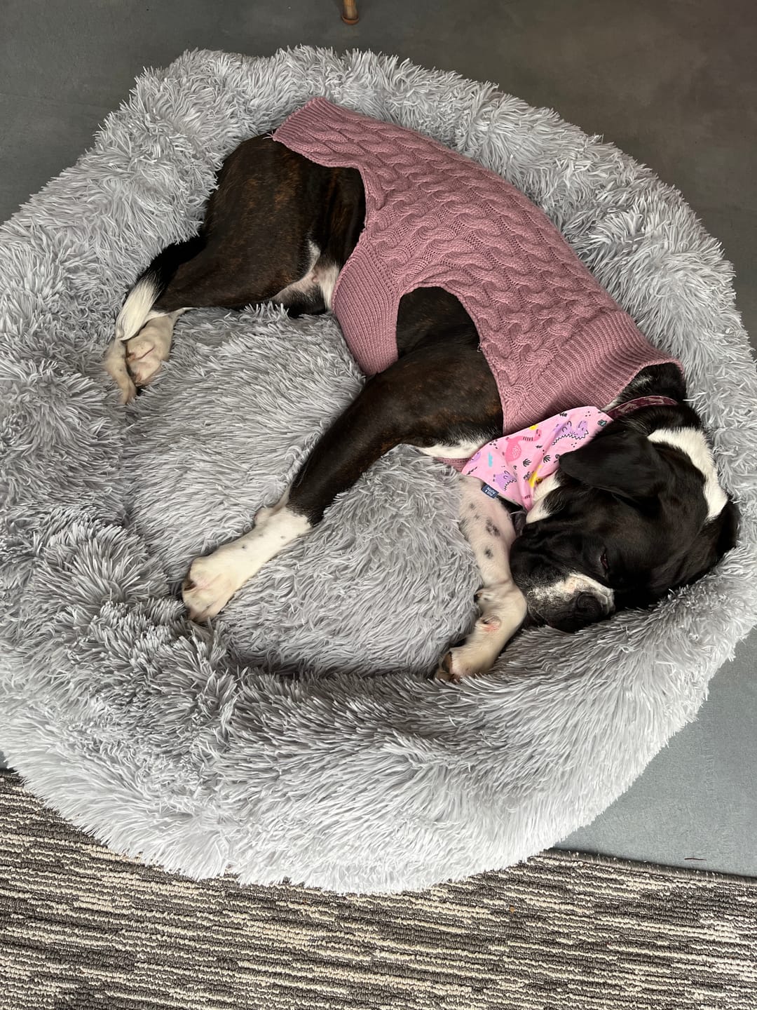 Customer photo review of Spare Calming Dog Bed Cover