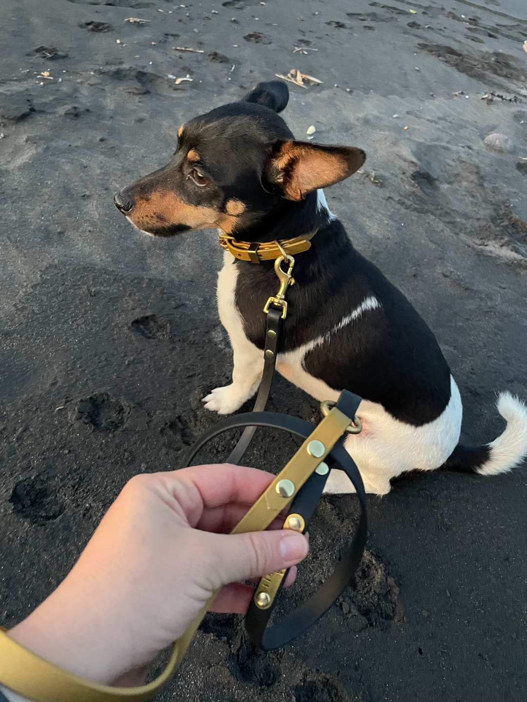 Customer photo review of Two Tone Classic Lead – Waterproof BioThane® Custom Dog Lead