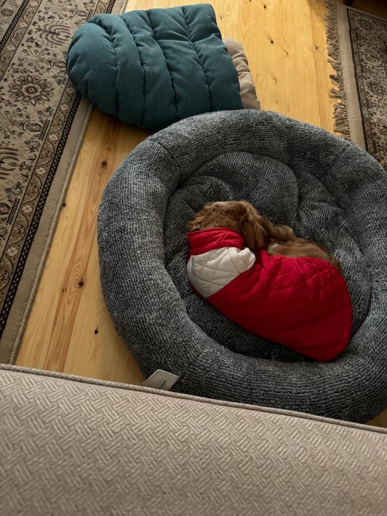 Customer photo review of Snoozy Pet Bed