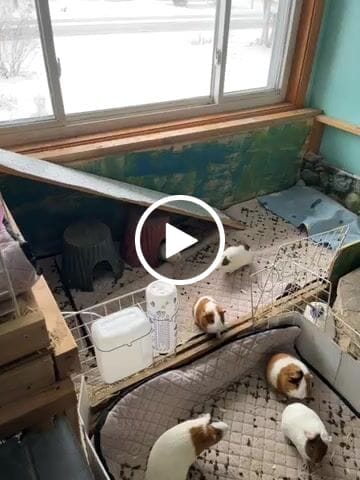 Customer video review of Piggy Condo C&C Cage with Balcony & Ramp