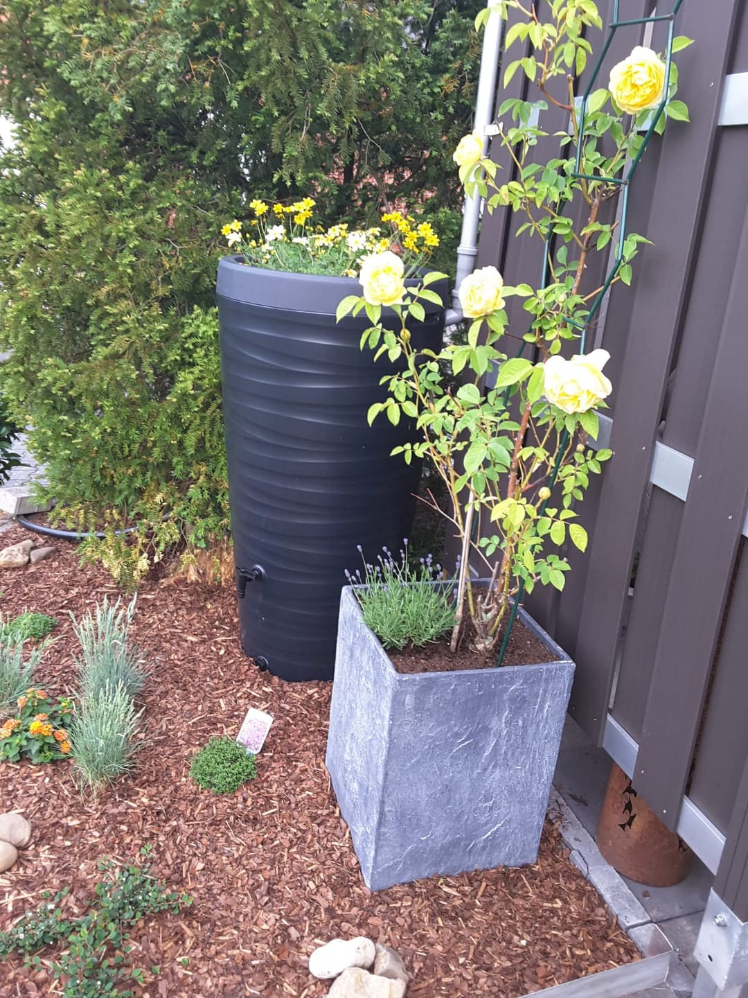 Customer photo review of YourCasa Regentonne 240 Liter [Wave Design] Regenfass Frostsicher aus Kunststoff - Regenwassertonne mit Wasserhahn