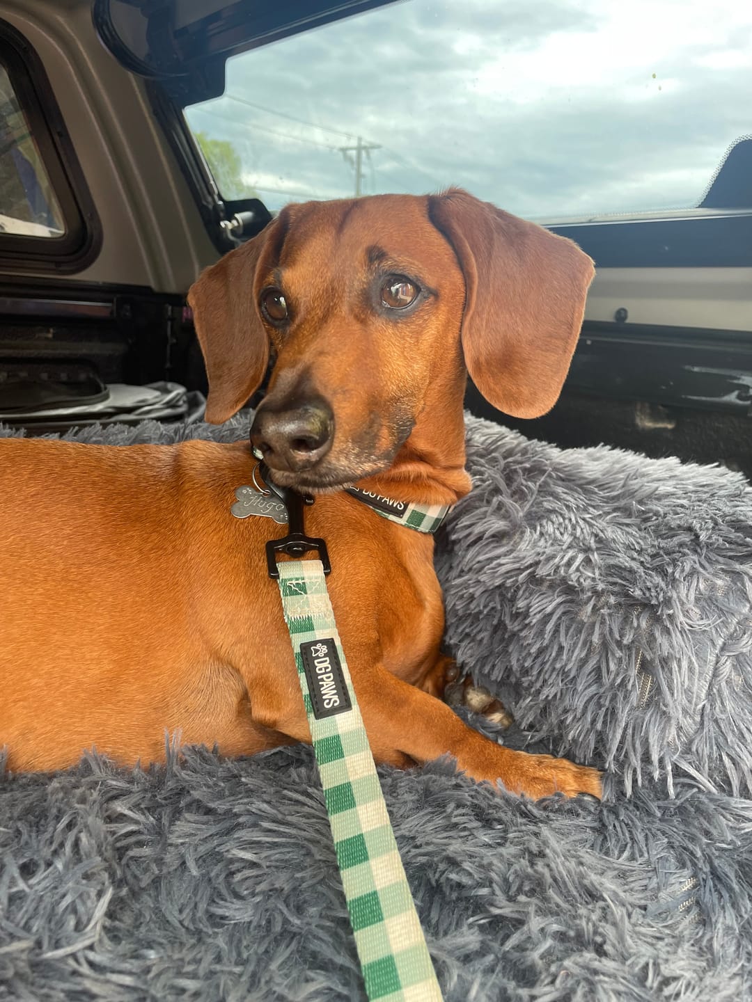 Customer photo review of Hunter Dog Collar