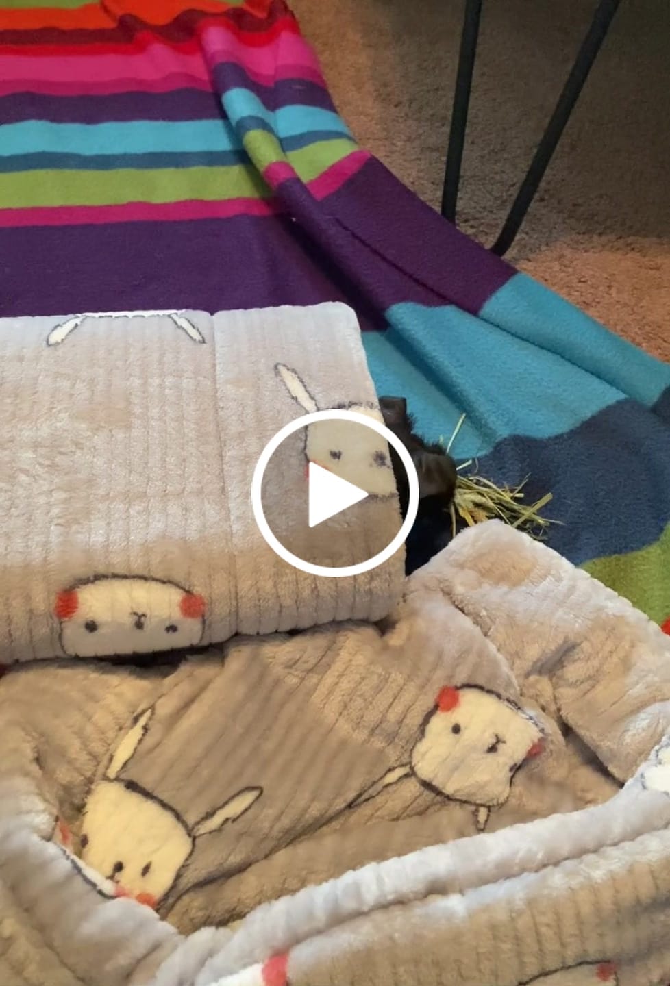 Customer video review of Piggy Play Package
