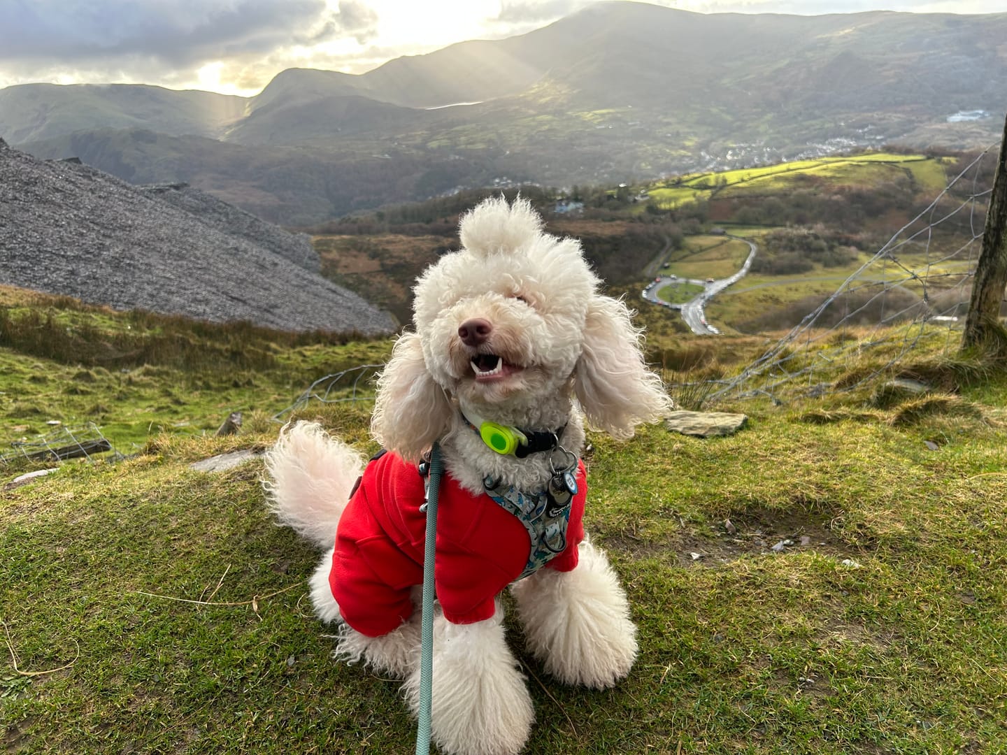 Customer photo review of Tough Trails™ Harness - Dinky Dino