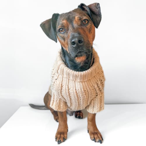 Customer photo review of Pawsome Pullover - Cappuccino