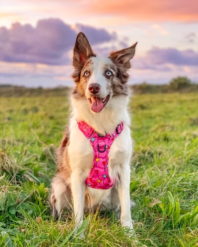 Customer photo review of Tough Trails™ Harness - Candypop