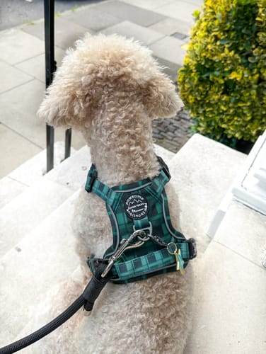 Customer photo review of Tough Trails™ Harness - Lumberjack