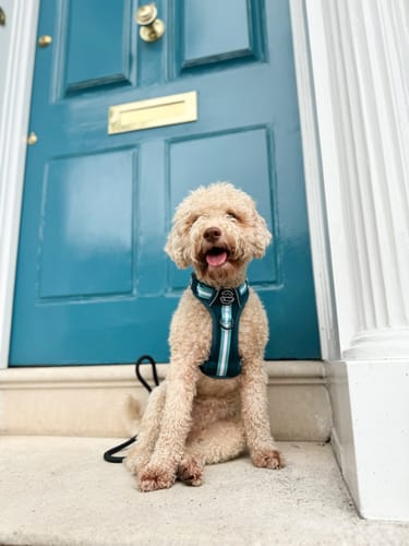 Customer photo review of Tough Trails™ Essentials Harness - Teal