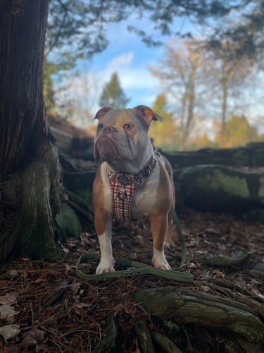 Customer photo review of Tough Trails™ Harness - Plaid Pup