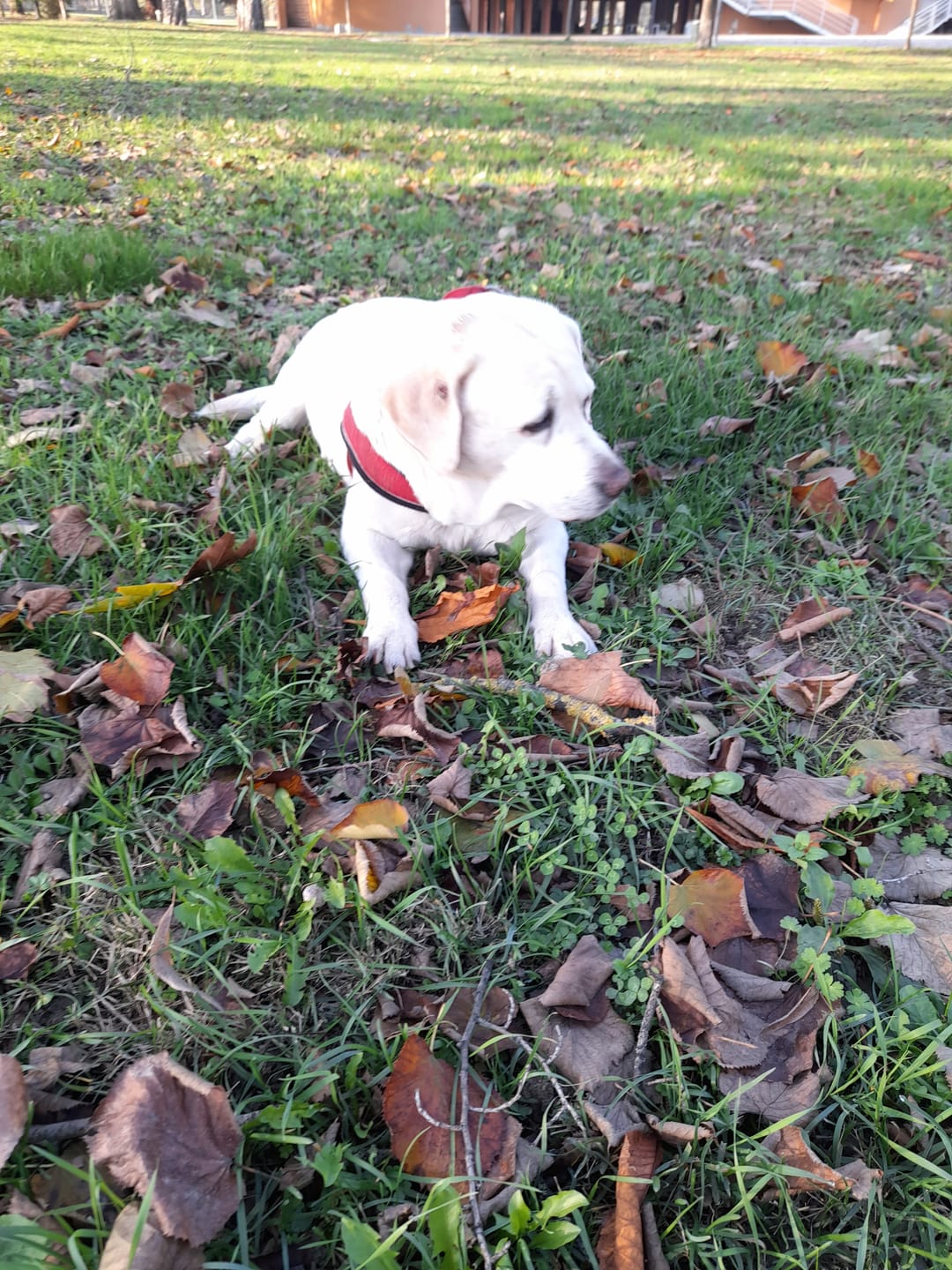 Customer photo review of ProtectionArtro+ 1200mg  Condroprotettore per Cani di taglia Media e Grande (Nuova Formulazione)