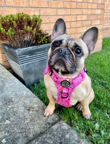 Customer photo review of Tough Trails™ Harness - Candypop