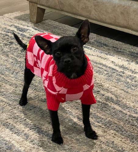 Customer photo review of Roll Neck Dog Knitted Love Sweater