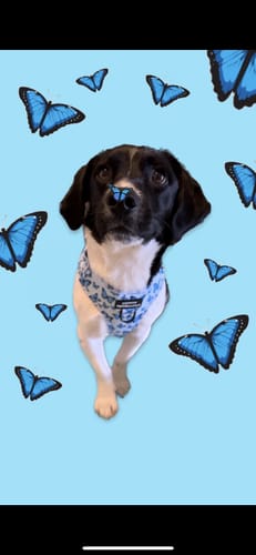 Customer photo review of Adjustable Harness – Nova Blue