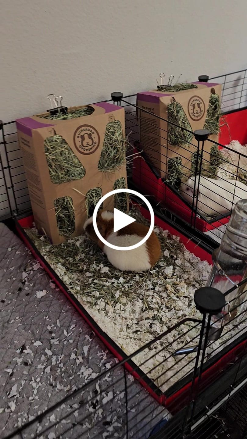 Customer video review of Orchard Hay Box for Guinea Pigs (3 Pack)