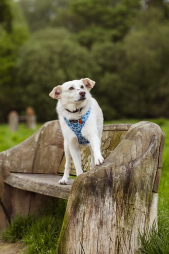 Customer photo review of Adjustable Harness – Nova Blue