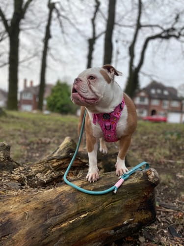 Customer photo review of Tough Trails™ Harness - Candypop