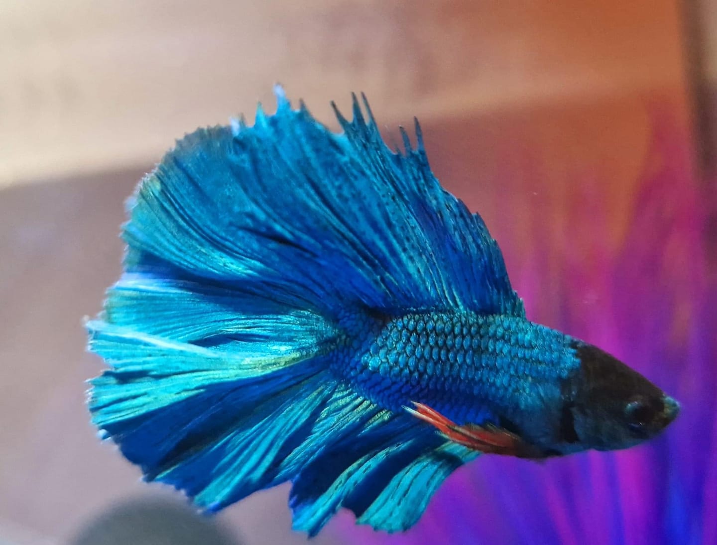 Customer photo review of Super Blue Halfmoon Male Betta Fish